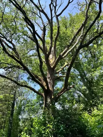 dessouchage à Montaigu - image 2