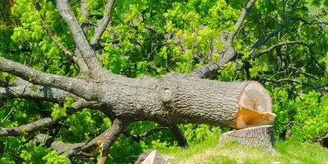 dessouchage à Montaigu - image 3