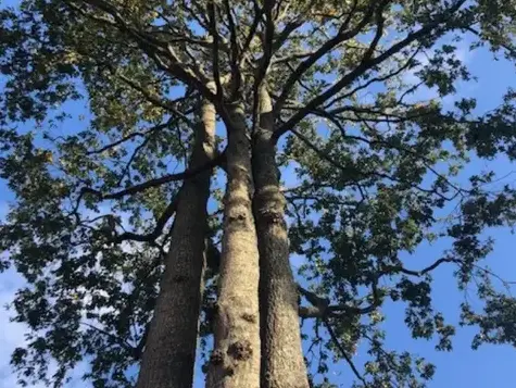 dessouchage à Montaigu - image 4