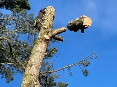 dessouchage Montaigu-5