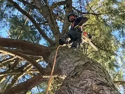 dessouchage Montaigu-Vendée-1