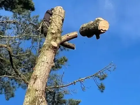 dessouchage à Montaigu-Vendée - image 2