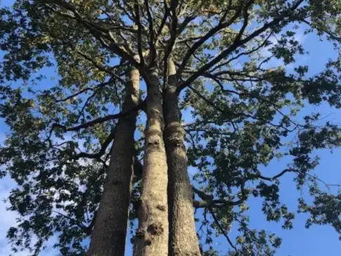 dessouchage Montaigu-Vendée-5