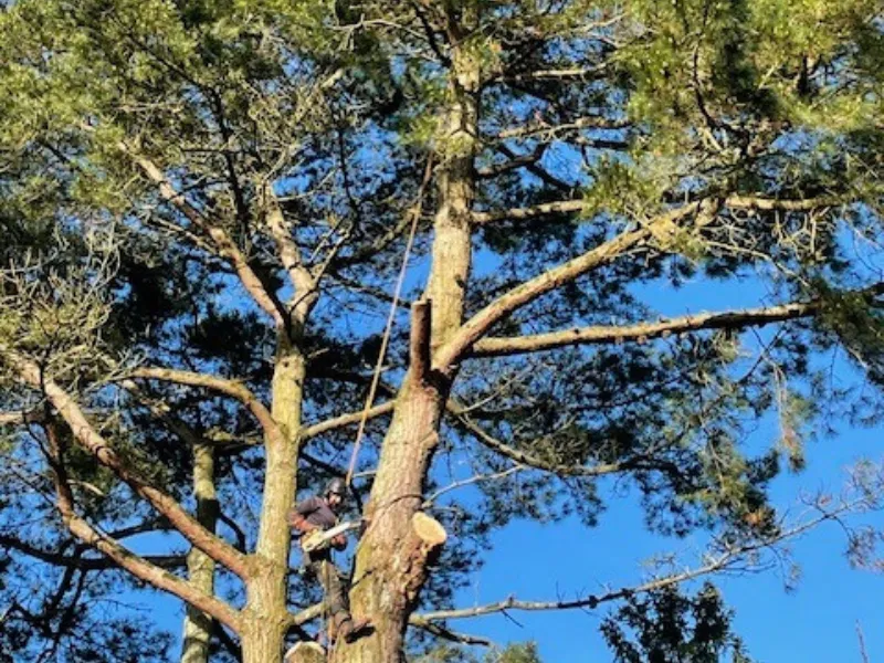 dessouchage montaigu vendee