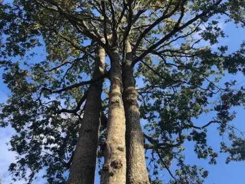 dessouchage Saint-Gilles-Croix-de-Vie-1