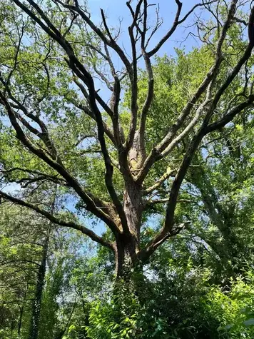 dessouchage à Saint-Gilles-Croix-de-Vie - image 2