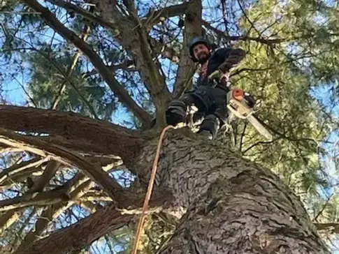 dessouchage à Saint-Gilles-Croix-de-Vie - image 3