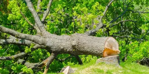 dessouchage Saint-Gilles-Croix-de-Vie-5