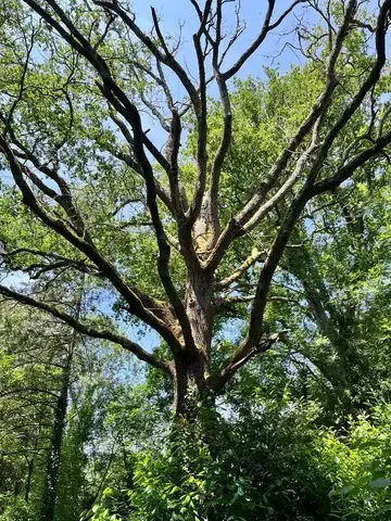 élageur à Aizenay - image 2