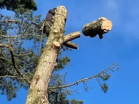 élageur à Aizenay - image 3