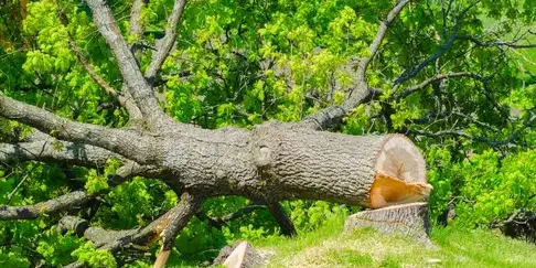 élageur à Aizenay - image 4