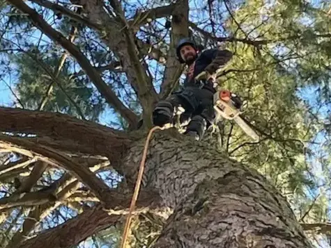 élageur Bellevigny-1