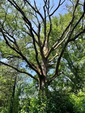 élageur à Bellevigny - image 2