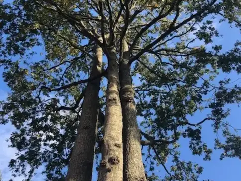 élageur à Bellevigny - image 4