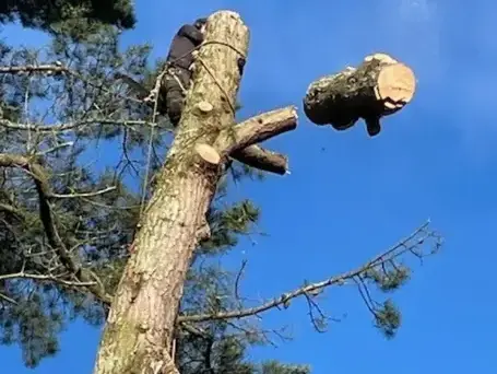 élageur Bellevigny-5