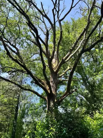 élageur à Belleville-sur-Vie - image 3