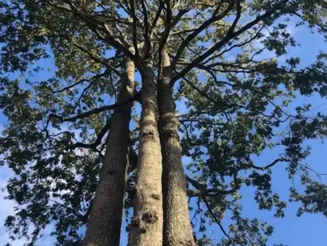 élageur Belleville-sur-Vie-5