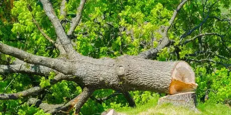 élageur Bretignolles-sur-Mer-1