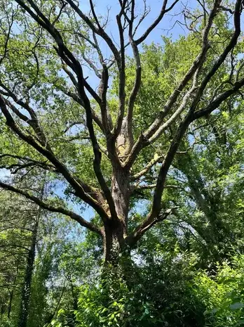 élageur à Bretignolles-sur-Mer - image 3