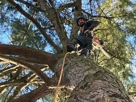 élageur à Bretignolles-sur-Mer - image 4