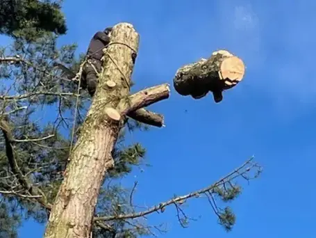 élageur Bretignolles-sur-Mer-5