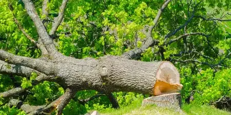 élageur Dompierre-sur-Yon-1