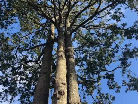 élageur à Dompierre-sur-Yon - image 3