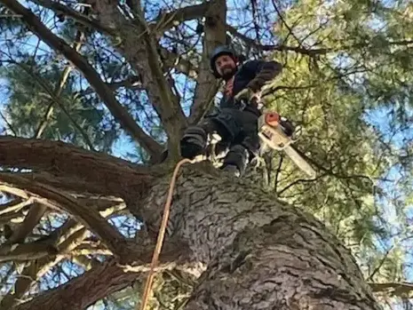 élageur Dompierre-sur-Yon-5