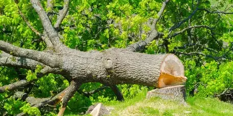 élageur Essarts-en-Bocage-1