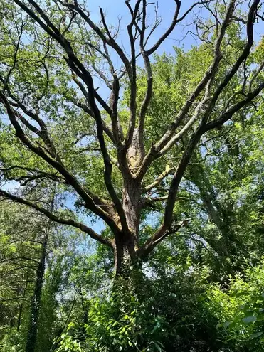 élageur à Essarts-en-Bocage - image 2