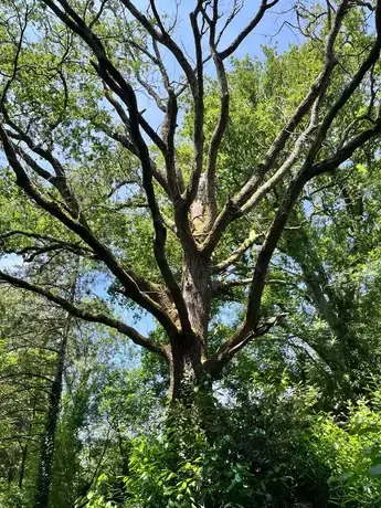 élageur La Ferrière-1