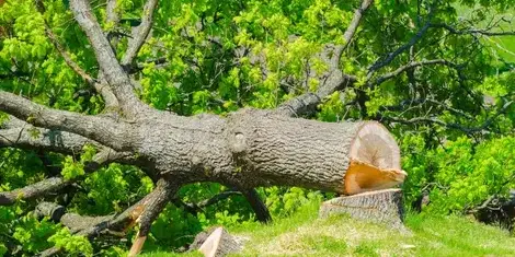 élageur à La Ferrière - image 2