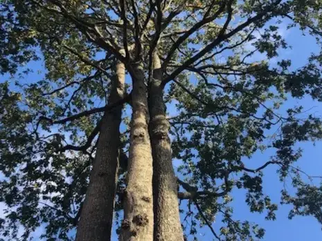 élageur à La Ferrière - image 3