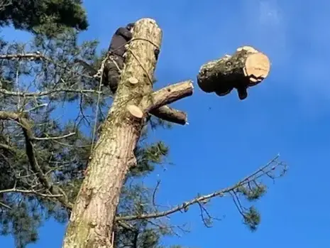 élageur à La Ferrière - image 4