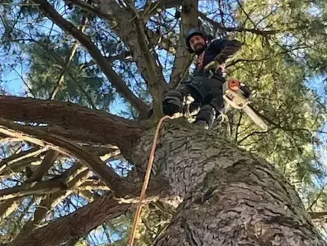 élageur à Le Poiré-sur-Vie - image 3