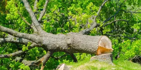 élageur à Le Poiré-sur-Vie - image 4