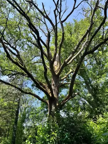 élageur Le Poiré-sur-Vie-5