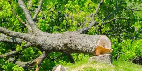 élageur à Les Essarts - image 2