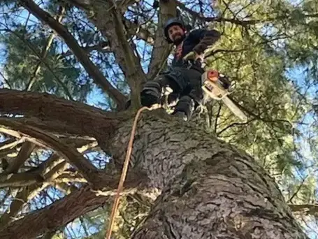 élageur à Les Essarts - image 3