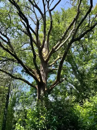 élageur à Les Essarts - image 4
