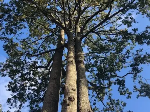 élageur Les Essarts-5