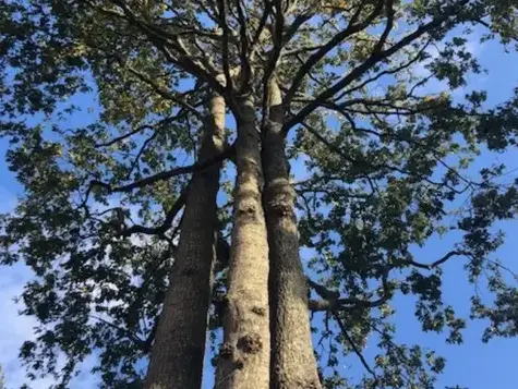 élageur à Montaigu-Vendée - image 4