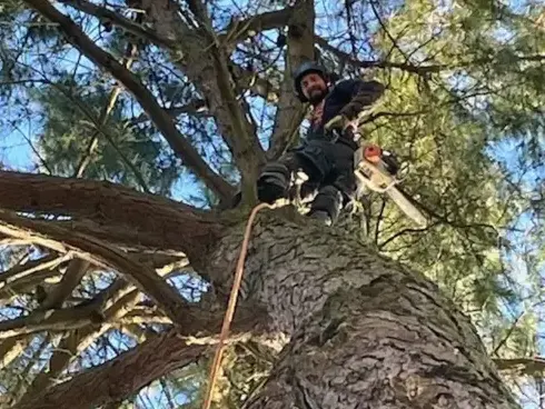 élageur Montaigu-Vendée-5