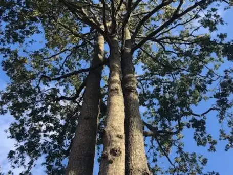 élageur Saint-Gilles-Croix-de-Vie-1