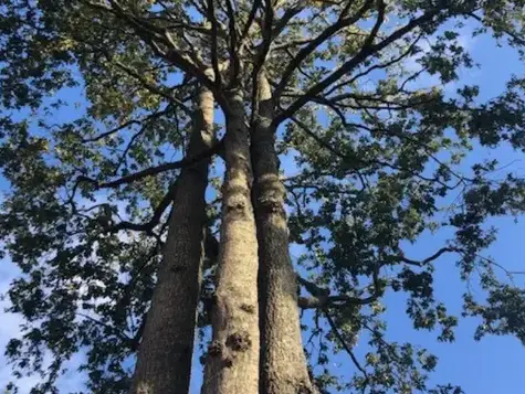 taille arbre Aizenay-1