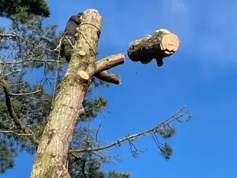taille arbre à Aizenay - image 2
