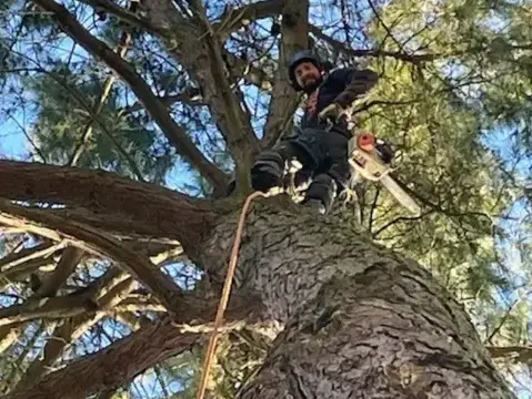 taille arbre à Aizenay - image 3