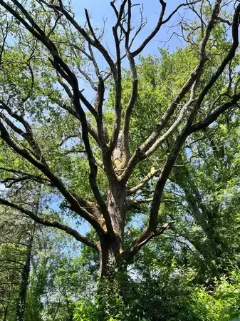 taille arbre à Aizenay - image 4