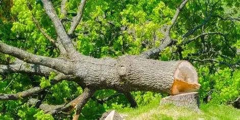 taille arbre Aizenay-5