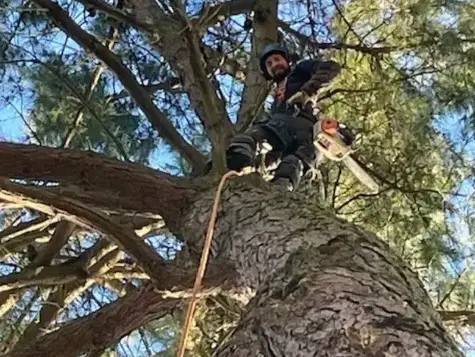 taille arbre Bellevigny-1